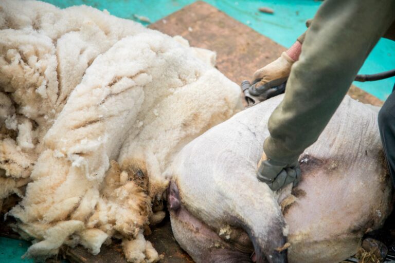 Tonte des moutons par un tondeur professionnel