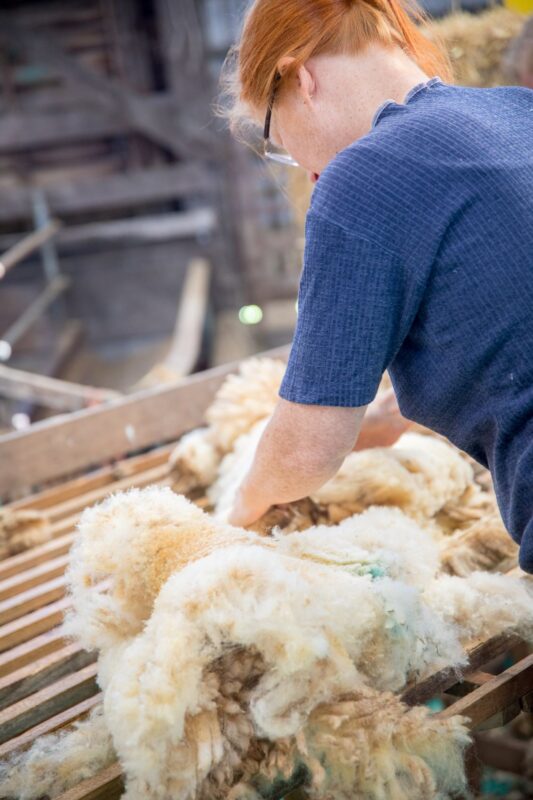 Le tri de la laine lors de la tonte est fondamental pour une laine de qualité