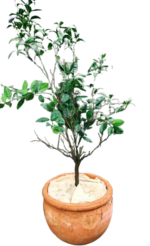 Disque de protection pour pots de plantes d'intérieur