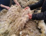 Une formation pour découvrir les qualités et caractéristiques de la laine, les races de moutons, les produits, les étapes de transformation, la filière