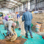 Jour de tonte à la Bergerie du Gros Cron à Lahage, pour une laine de qualité