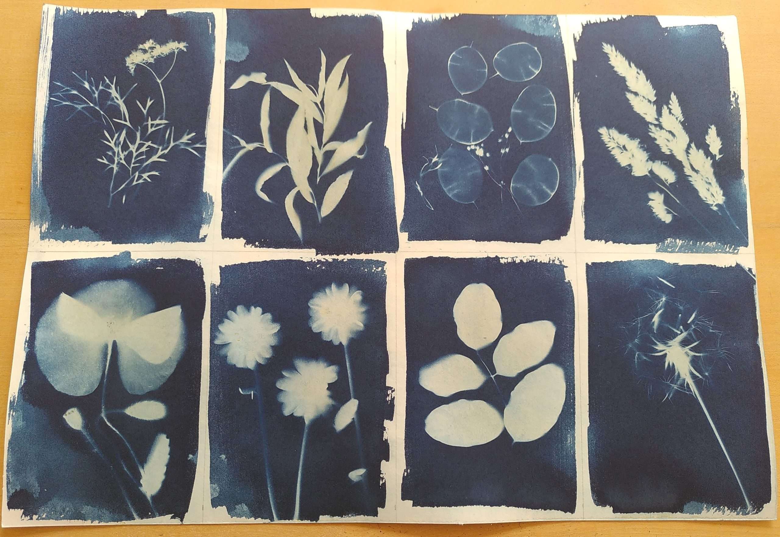 Atelier pour apprendre les cyanotypes sur papier et sur tissu