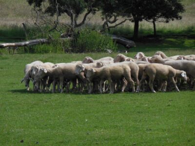 Une petite troupe d'agnelles aime à se retrouver ensemble en prairie au printemps