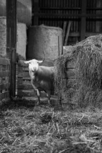 Elevage professionnel de moutons éleveurs Rampanelli-Winance