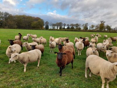 Une brebis à laine noire au milieu d'un troupeau de Charollaines à laine blanche