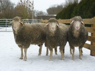 L'Est à laine mérinos est une race rustique bien protégée contre le froid