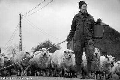 Petite transhumance de la Bergerie du Gros Cron à Lahage en Gaume