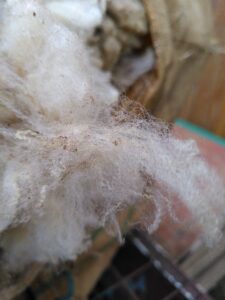 La laine de la race Est à laine mérinos est très fine et très douce