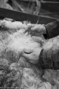 Les mains qui touchent la laine sentent le travail et la nature