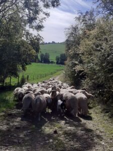 Quelques brebis changent de prairie pour trouver de l'herbe plus fraiche ailleurs