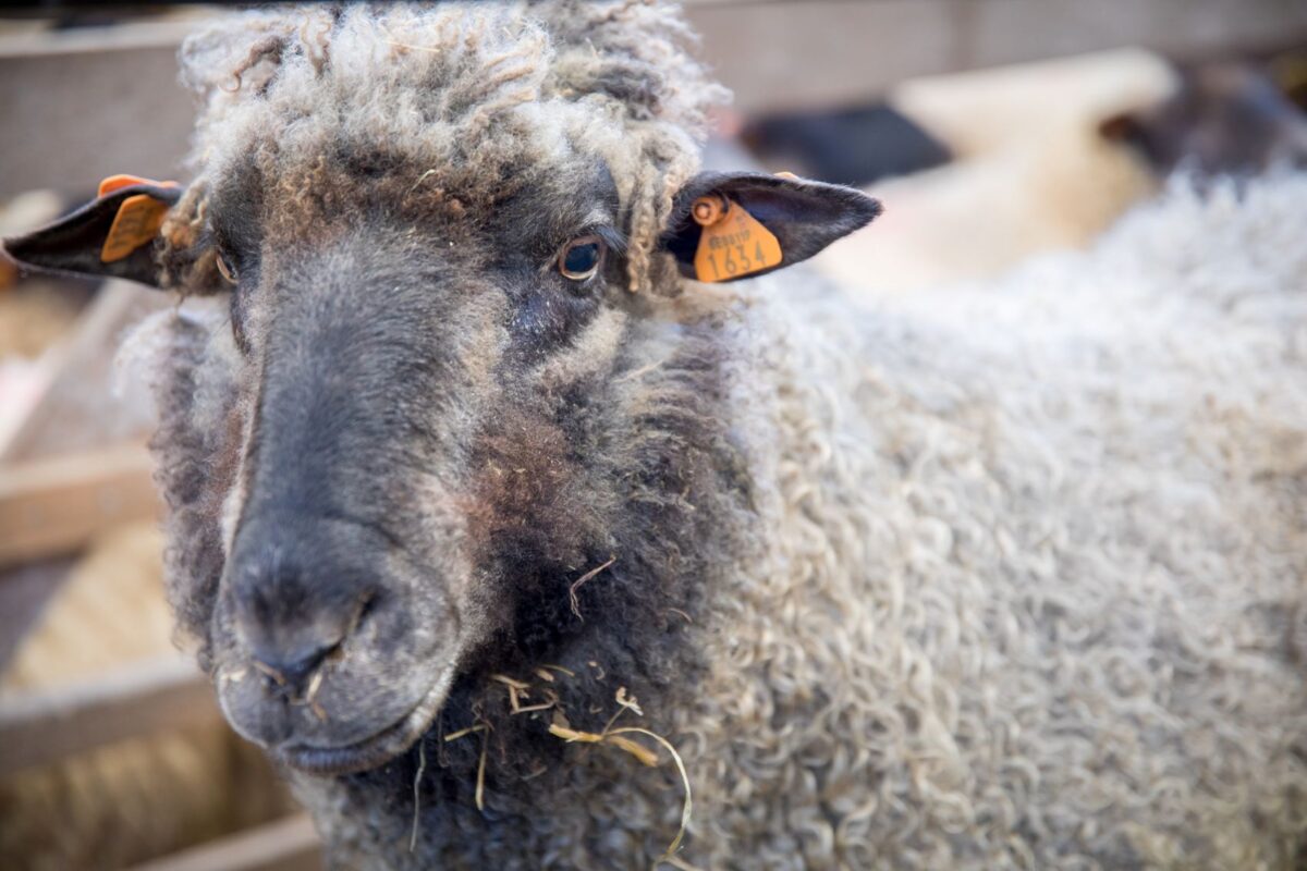 Chaque race de mouton a une laine différente pour des usages différents.