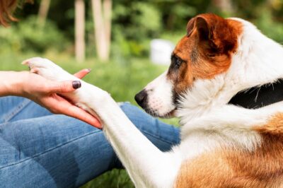 Bien comprendre la place des animaux de compagnie dans la famille
