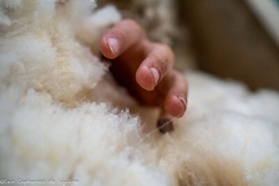Feutrage d'une toison de mouton
