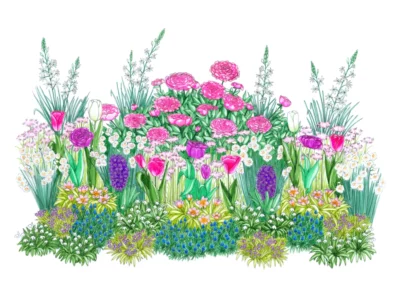 Plateau de bulbes faciles à planter pour une belle floraison