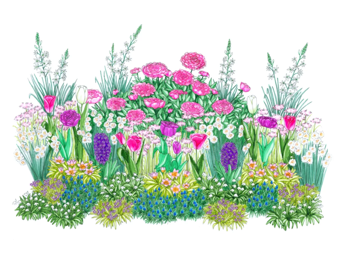 Illustration_finalisee_Bulbup Plateau de bulbes faciles à planter pour une belle floraison