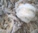 Laine brute pouvant être utilisée au jardin