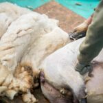 Tonte des moutons pour récolter la laine