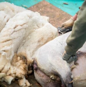 Tonte des moutons pour récolter la laine