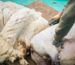 Tonte des moutons pour récolter la laine