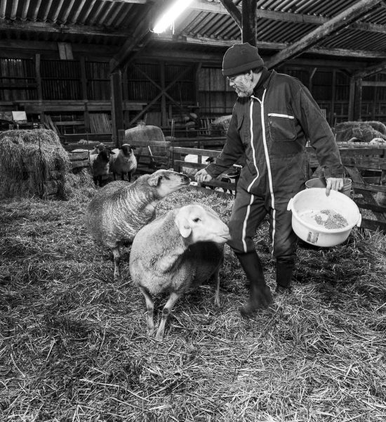 Eleveur Patrice Rampanelli donne à manger à ses brebis Texel à Lahage