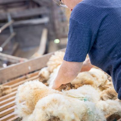 Le tri de la laine lors de la tonte est fondamental pour une laine de qualité